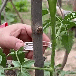 Clipsuri Plante
