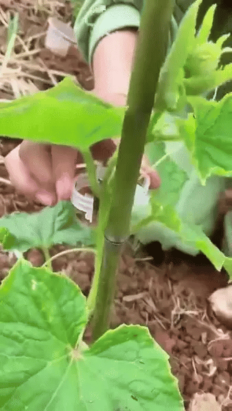 Clipsuri Plante